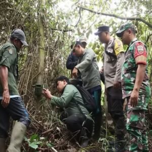 Dugaan Jejak Kaki Harimau, Pemkab Dairi – BBKSDA Pasang Kamera Trap