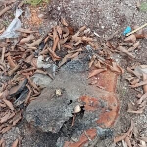 Demi Kepentingan Bisnis Tiga Batang Pohon di Pinggir Jalan Terpaksa Ditebang