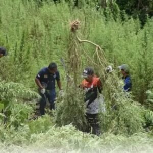 Bareskrim Temukan 25 Ha Ladang Ganja, BB 180 Ton