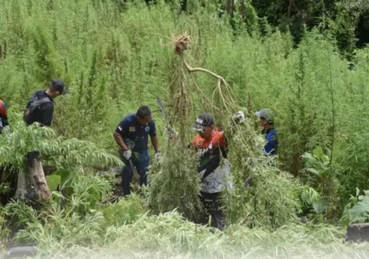 Bareskrim Temukan 25 Ha Ladang Ganja, BB 180 Ton