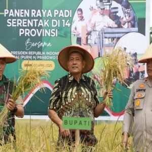 Dairi Ikut Panen Raya Serentak Nasional, Bupati Ajak Kembali ke Gotong Royong