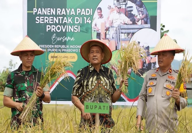 Dairi Ikut Panen Raya Serentak Nasional, Bupati Ajak Kembali ke Gotong Royong