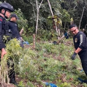 BNNP Sumut Bersama Brimob Batalyon C Musnahkan Ladang Ganja Di Madina