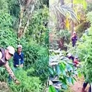 Tanam Ganja Disela Pohon Kopi Dibongkar Satres Narkoba