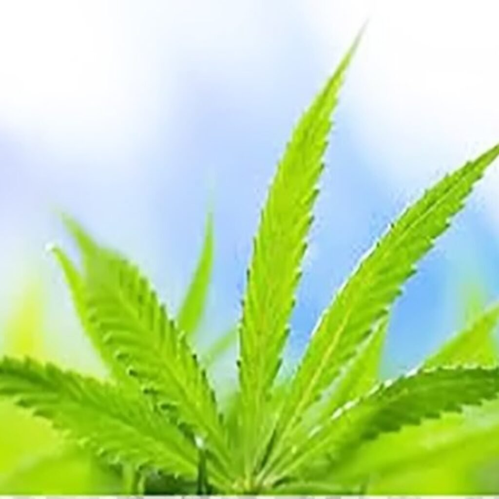 BNNP Aceh Sebut Sudah 80 Persen Masyarakat Terpapar Narkoba